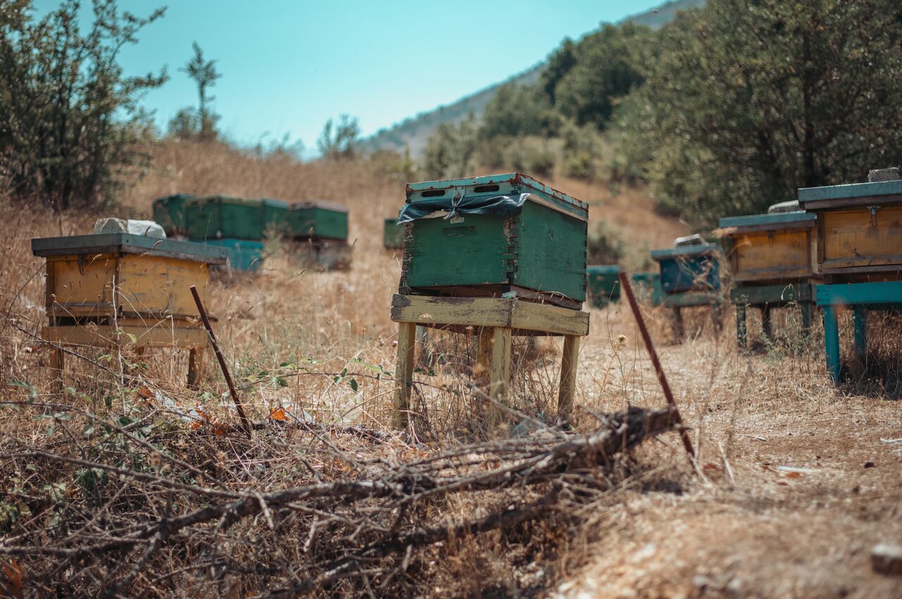 Wooden beehives in green and yellow on a dry grassy hillside.