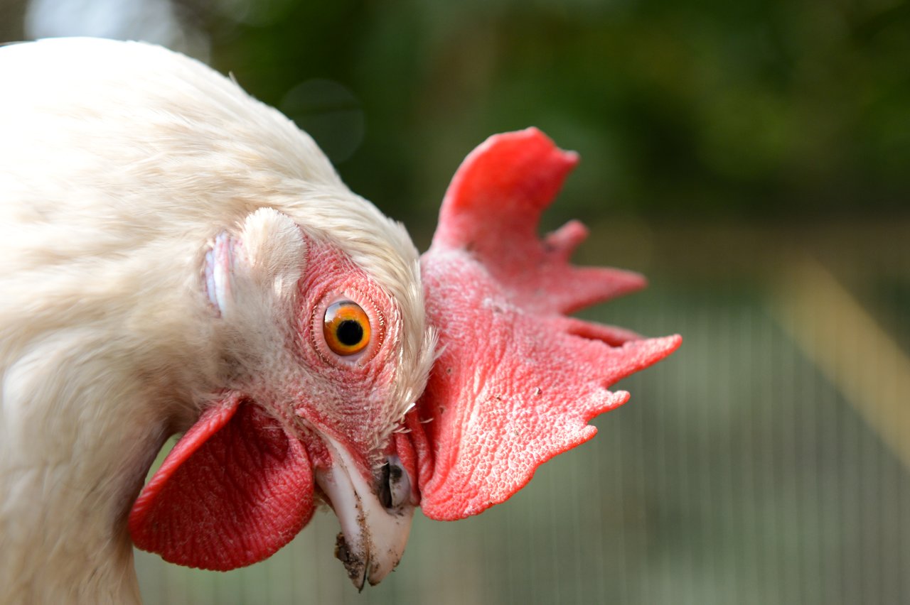 Chicken close up