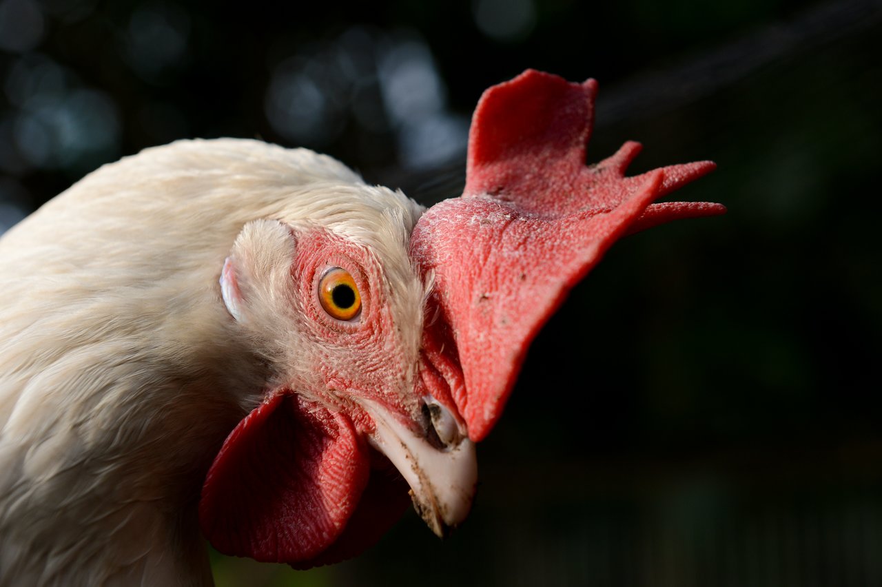 Chicken close up