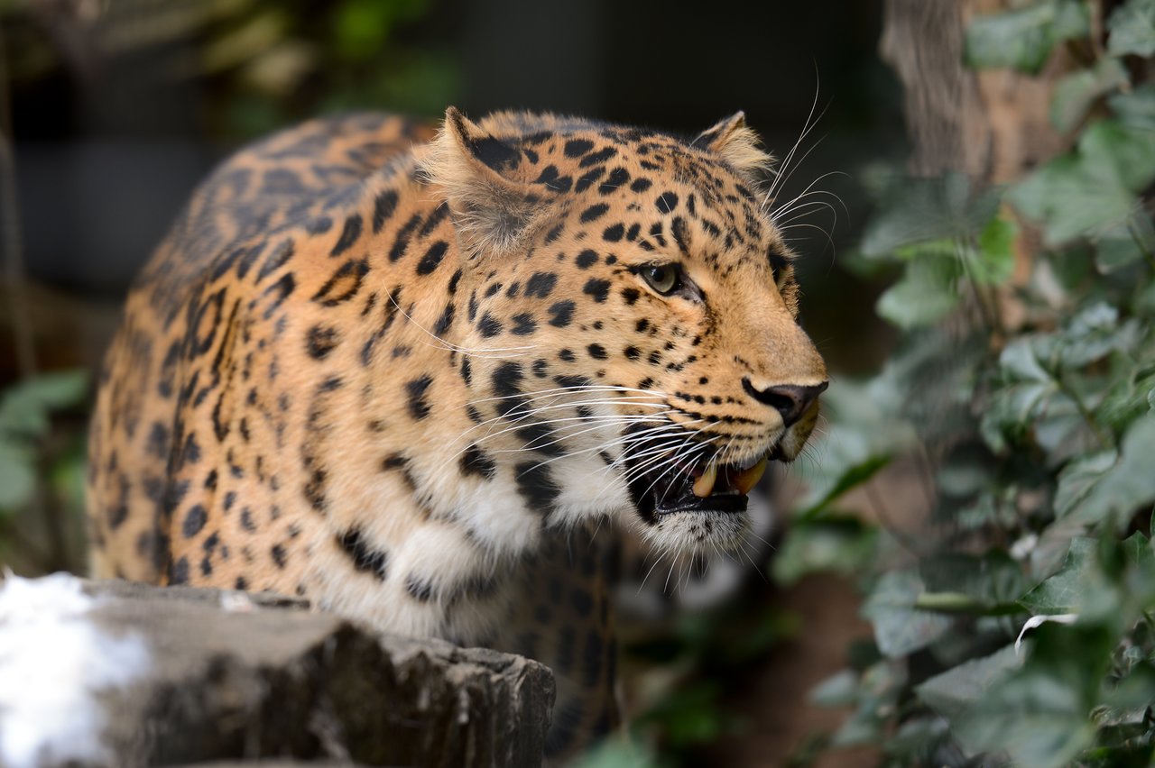 A leopard with a spotted coat walks through greenery, its mouth slightly open and eyes focused ahead.