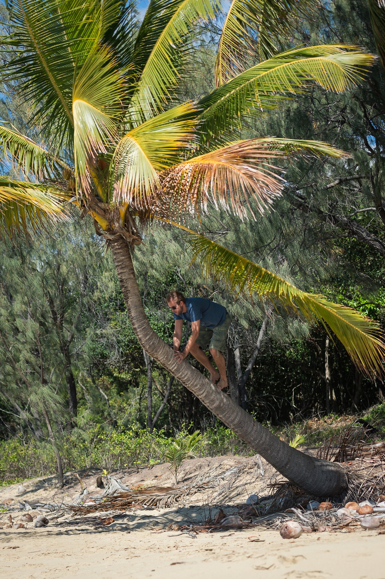 Climbing a palm tree