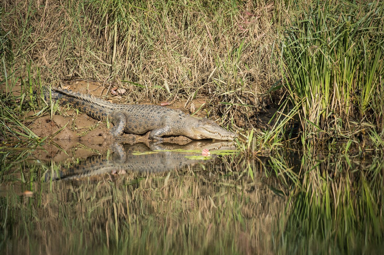 Daintree river crocodile