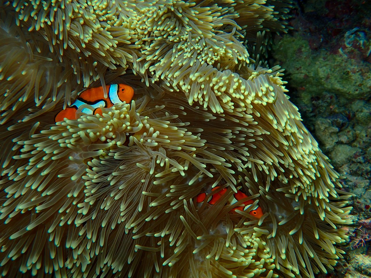 Great barrier reef