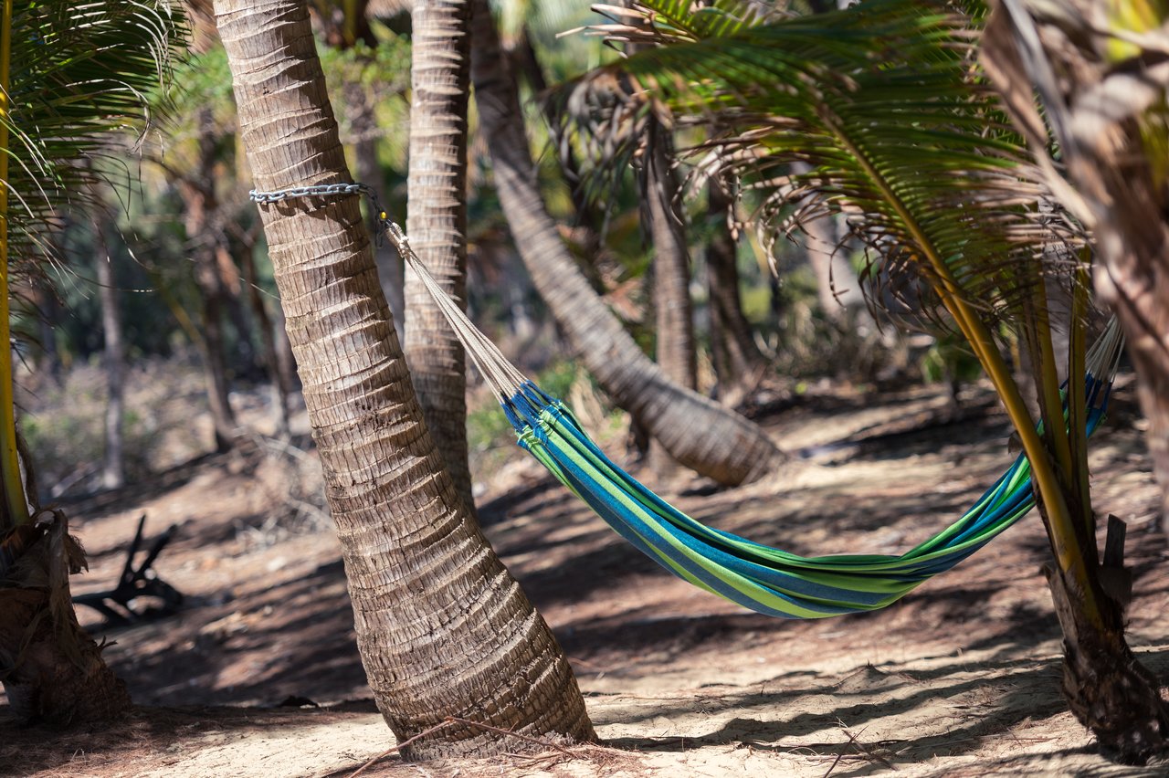 Palm tree hammock on the beach