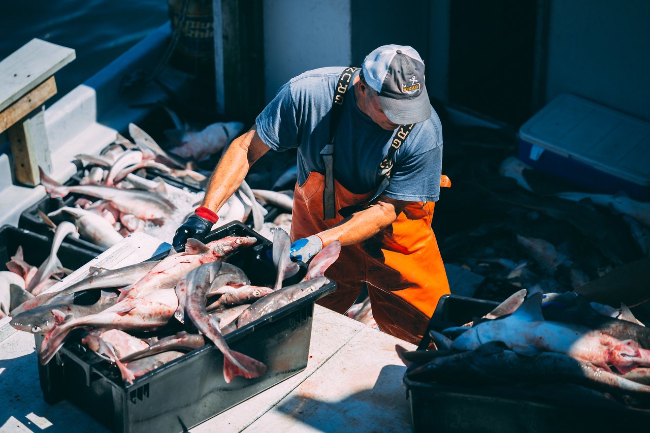 Unloading fish at the Chatham Pier Fish Market