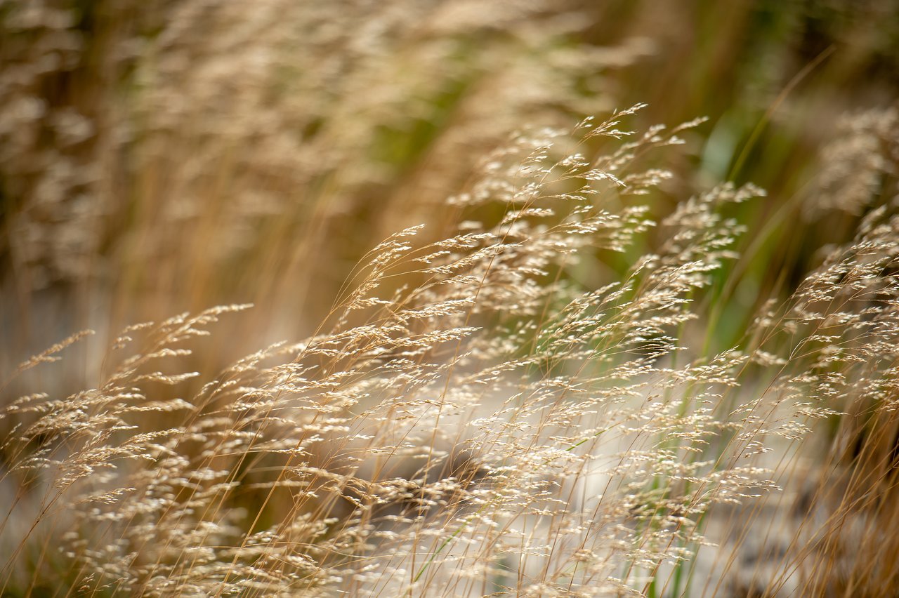 Tall dune grass sways in the wind along the Dune Shacks Trail in Provincetown.