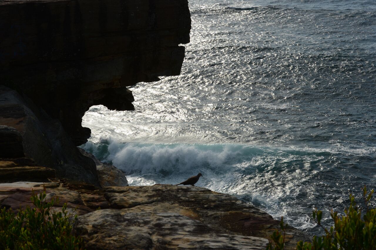 A bird stands on a rocky ledge overlooking ocean waves crashing against the cliffs at Coogee Beach.
