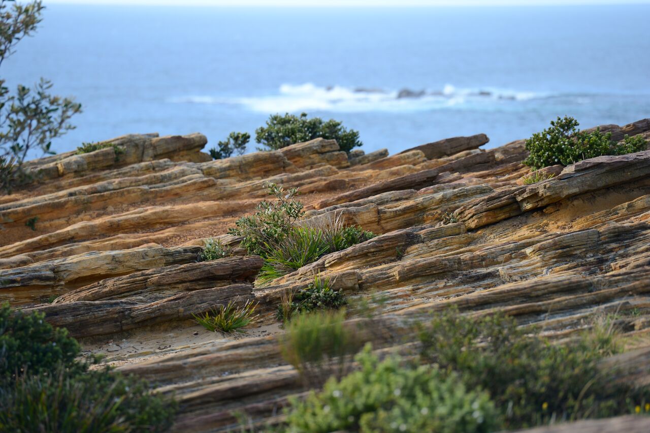 Rocky coastal landscape with layered sandstone formations, green vegetation, and ocean waves in the background at Coogee Beach.