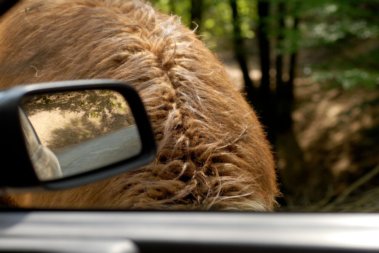 A close-up of a llama's back seen through a car window, with a side mirror reflecting the road.