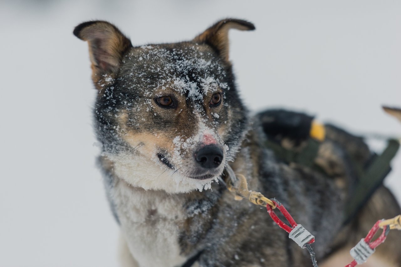 A sled dog with snow on its face, harnessed and ready for dog sledding in a snowy environment.