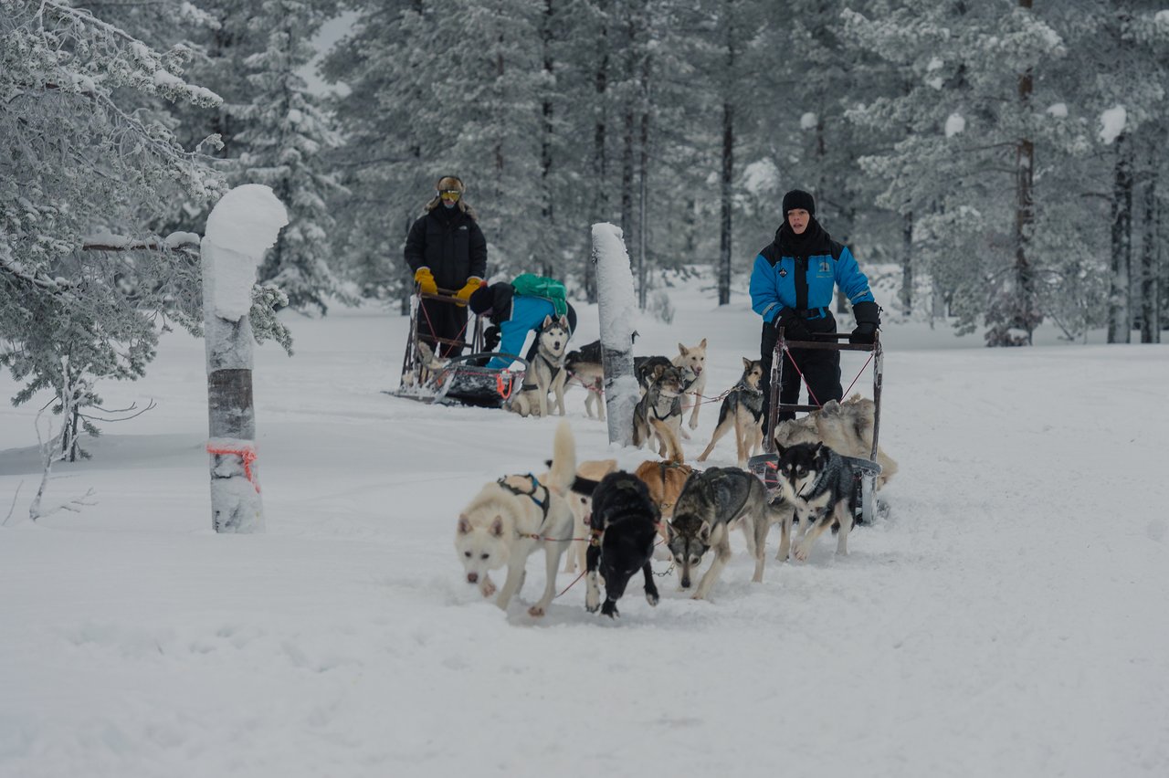 Two people ride dog sleds through a snowy forest, led by teams of huskies pulling them forward.