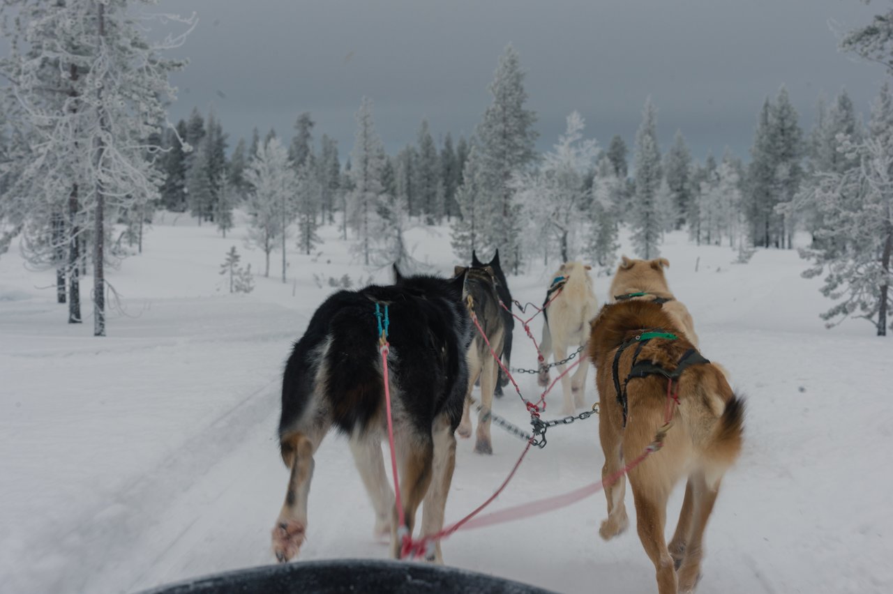 A team of sled dogs pulls a sled through a snowy landscape, harnessed together on a winter trail.