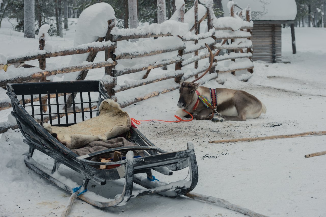 A reindeer wearing a harness rests on the snow beside a wooden sled covered with blankets in a fenced area.