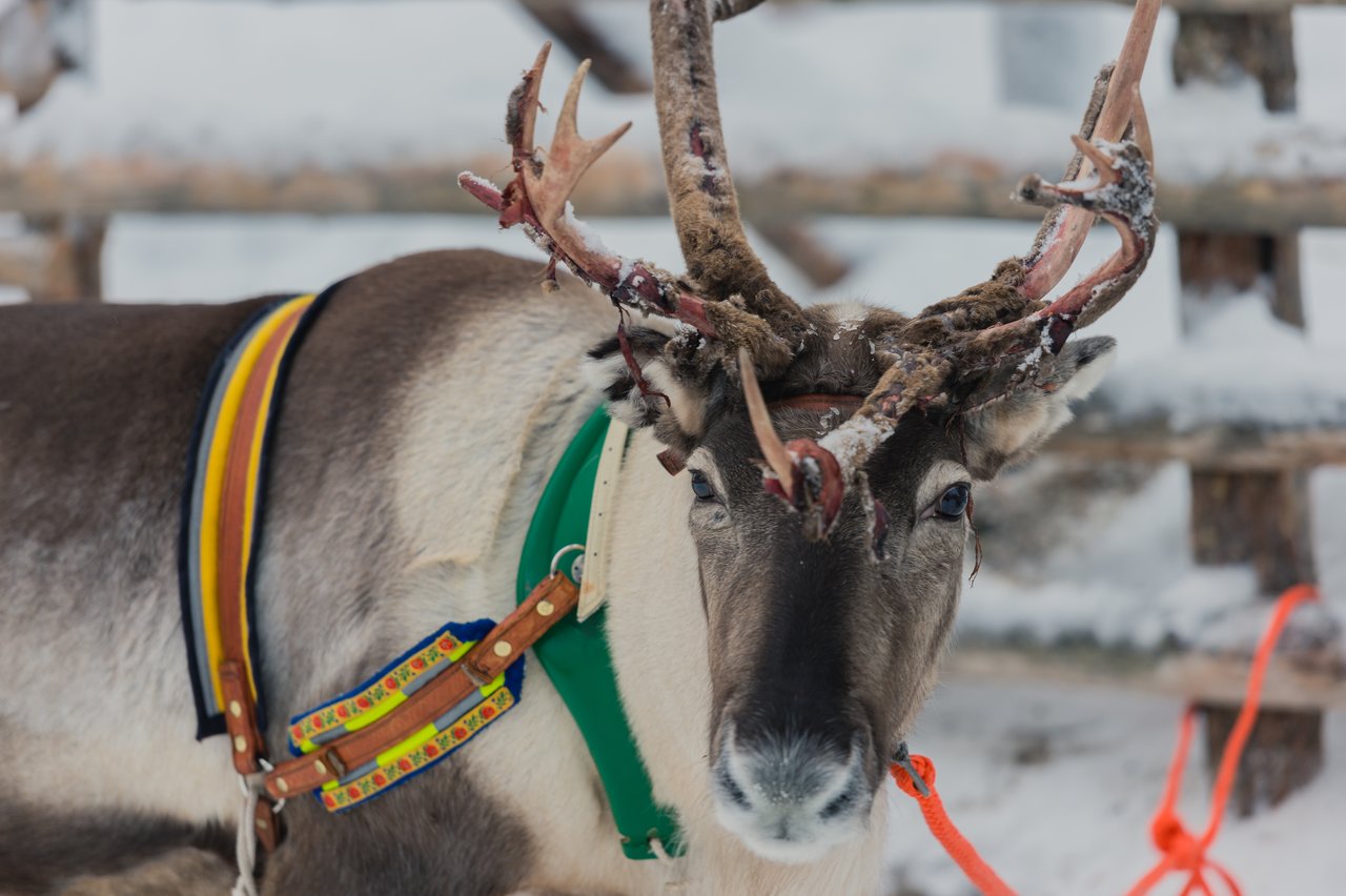 A reindeer wearing a harness stands in the snow, prepared for sledding.