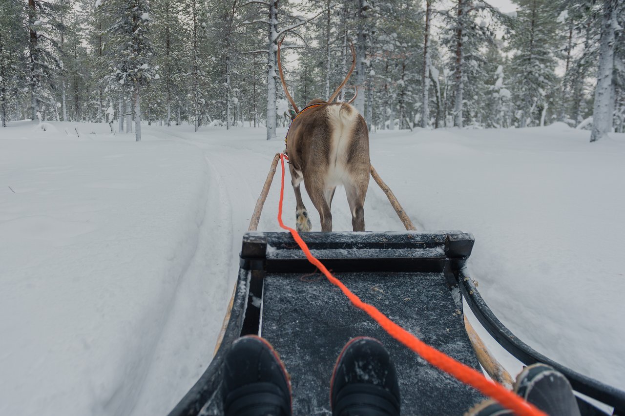 Reindeer sledding