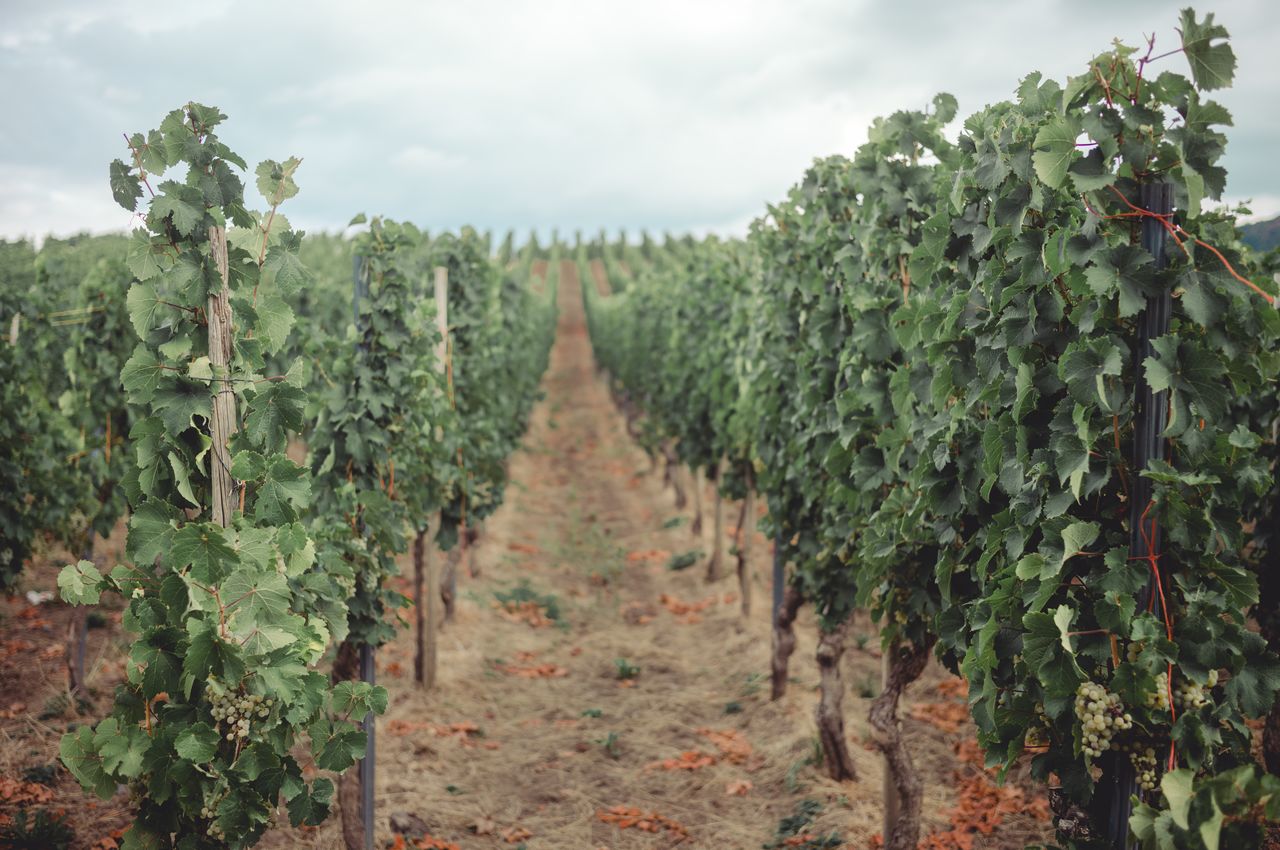 Reisling vineyard