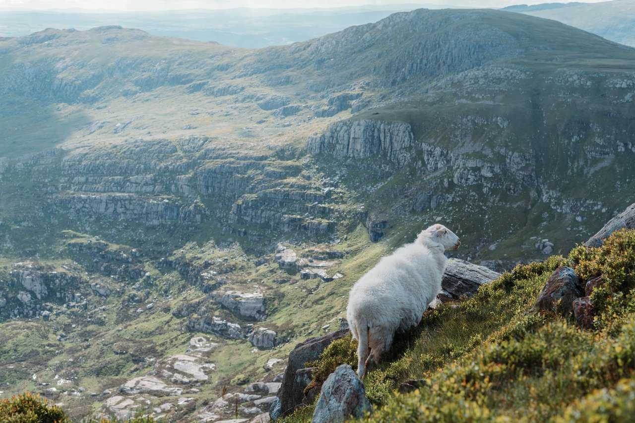 A sheep looking into the distant from a steep cliff
