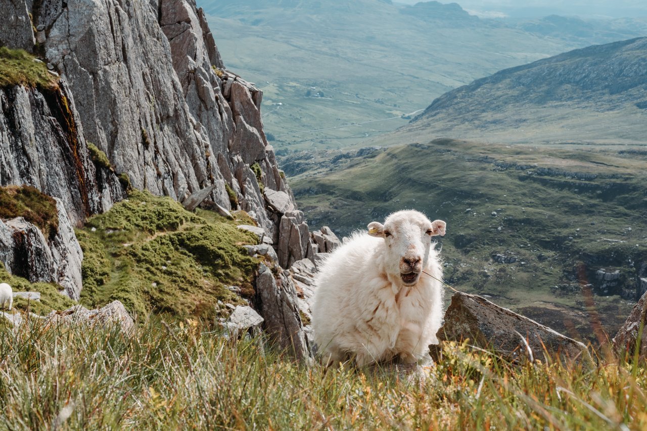 The morning after Tryfan A sheep in front of our tent