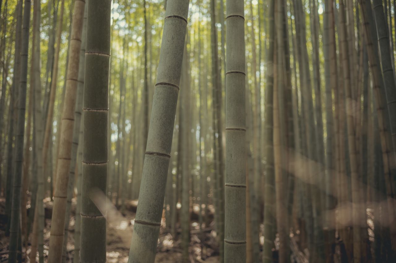 Close-up of bamboo stalks.
