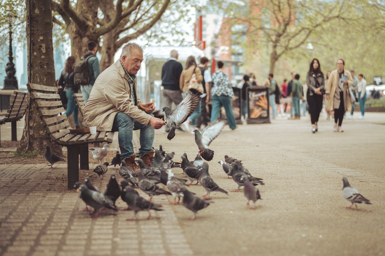 An elderly man sitting on a bench while feeding dozens of pigeons from his had with a churro.