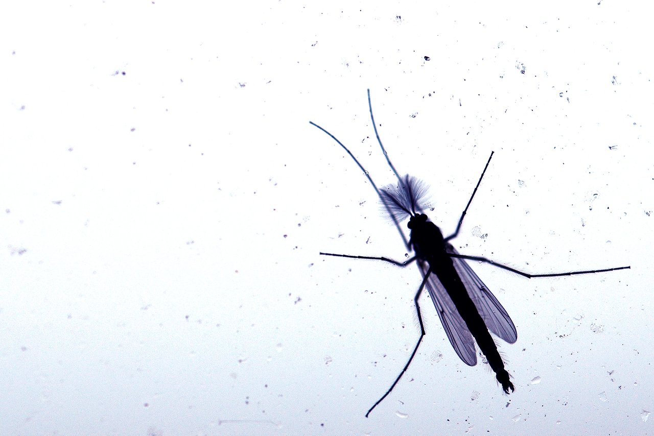 A fly on the window