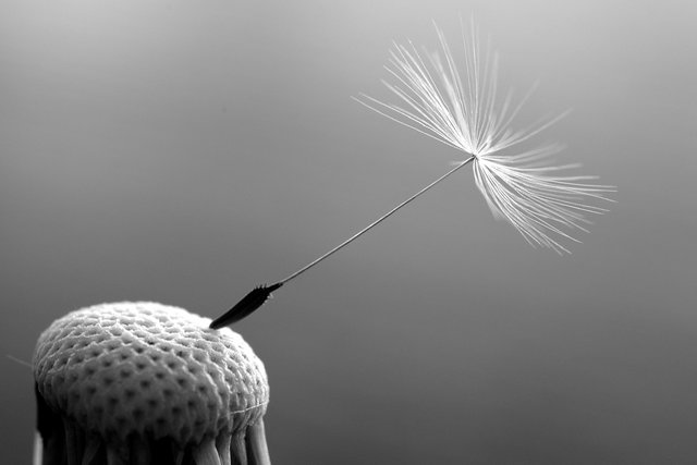 Dandelion Dandelion