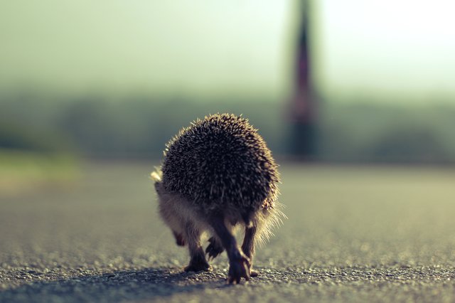 Hedgehog on the walk Hedgehog on the walk