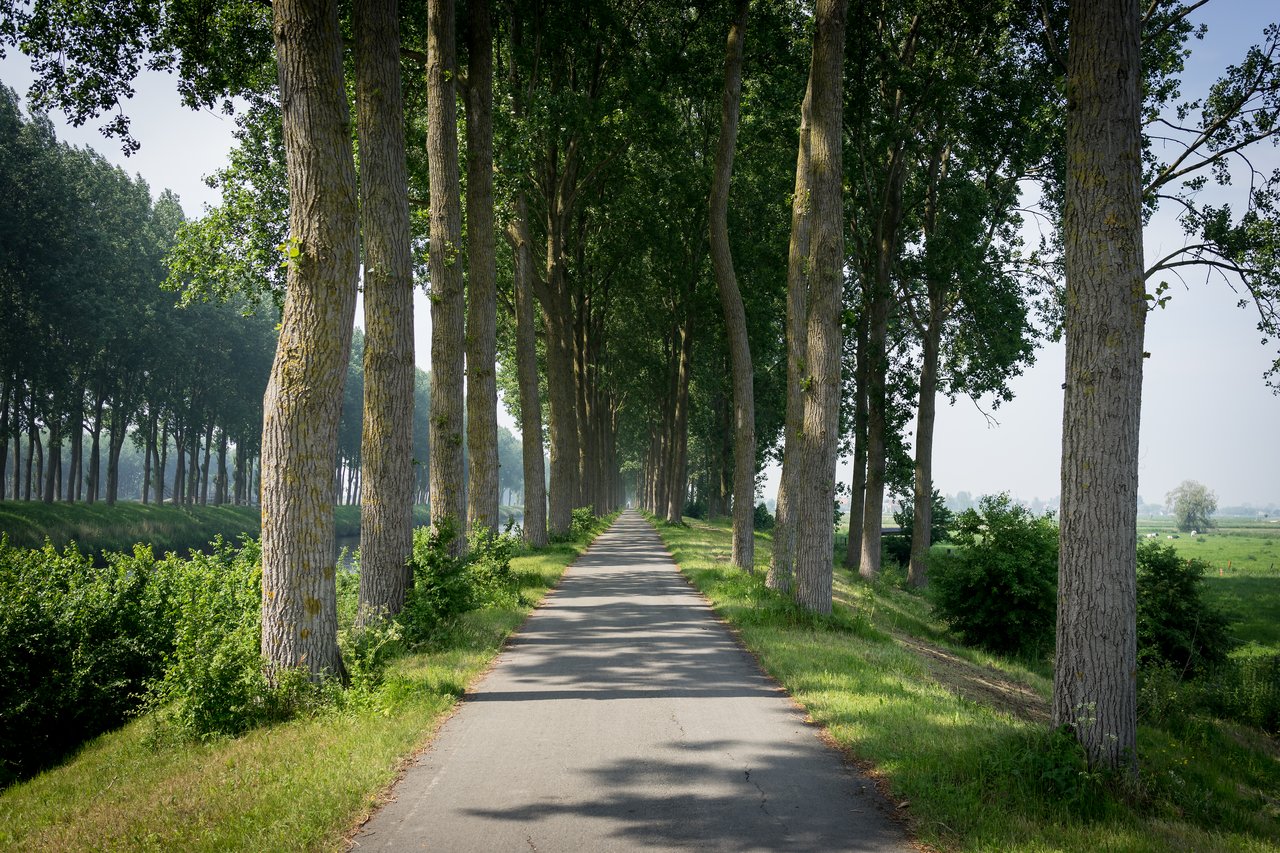 A paved path lined with tall trees stretches into the distance, surrounded by green fields and a small canal.