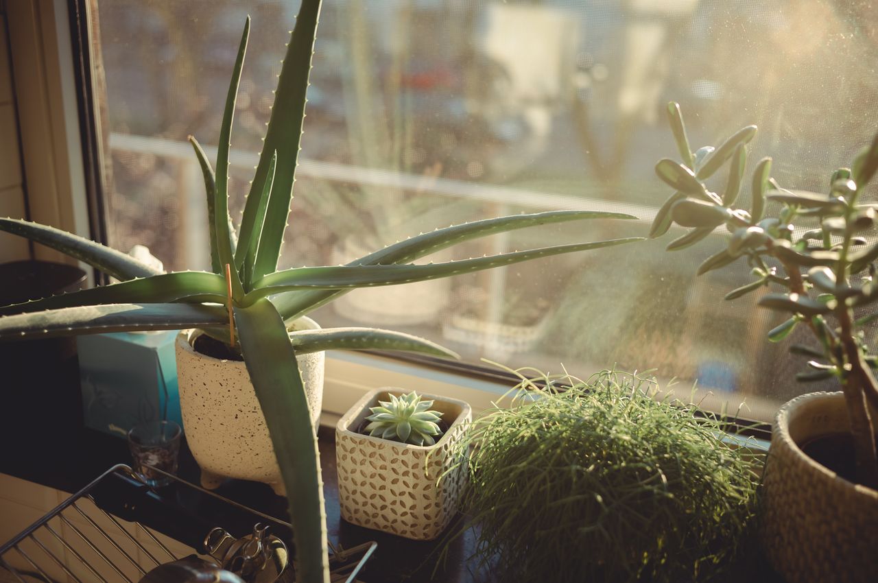Plants on a kitchen windowsill, basking in warm sunlight.