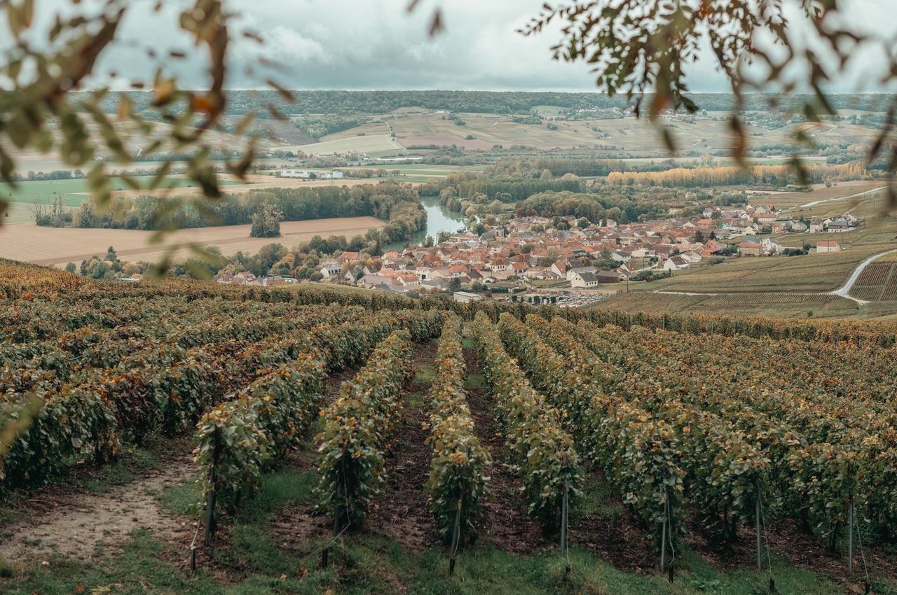 A vineyard leading to a picturesque village next to a river, set against a backdrop of fields and hills.