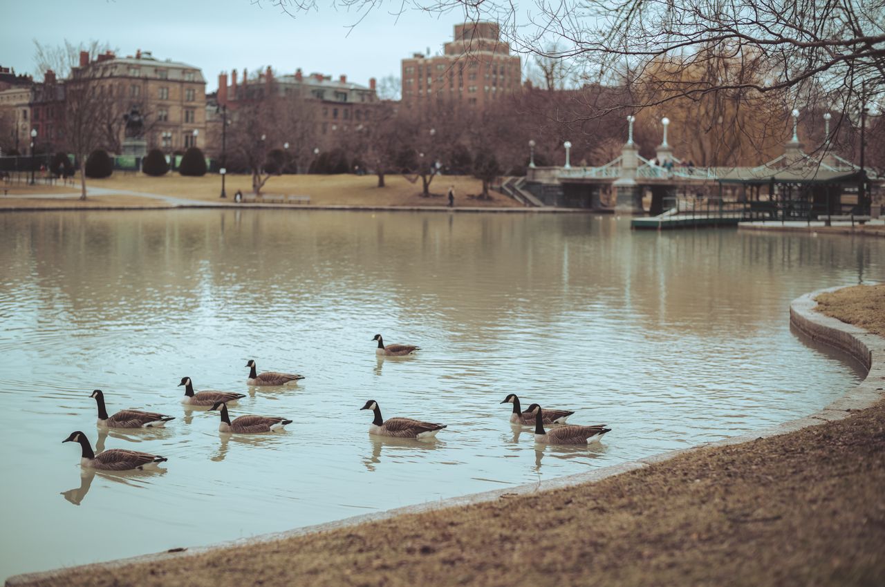 Geese swimming in a pond with the iconic Boston Public Garden bridge as a backdrop.
