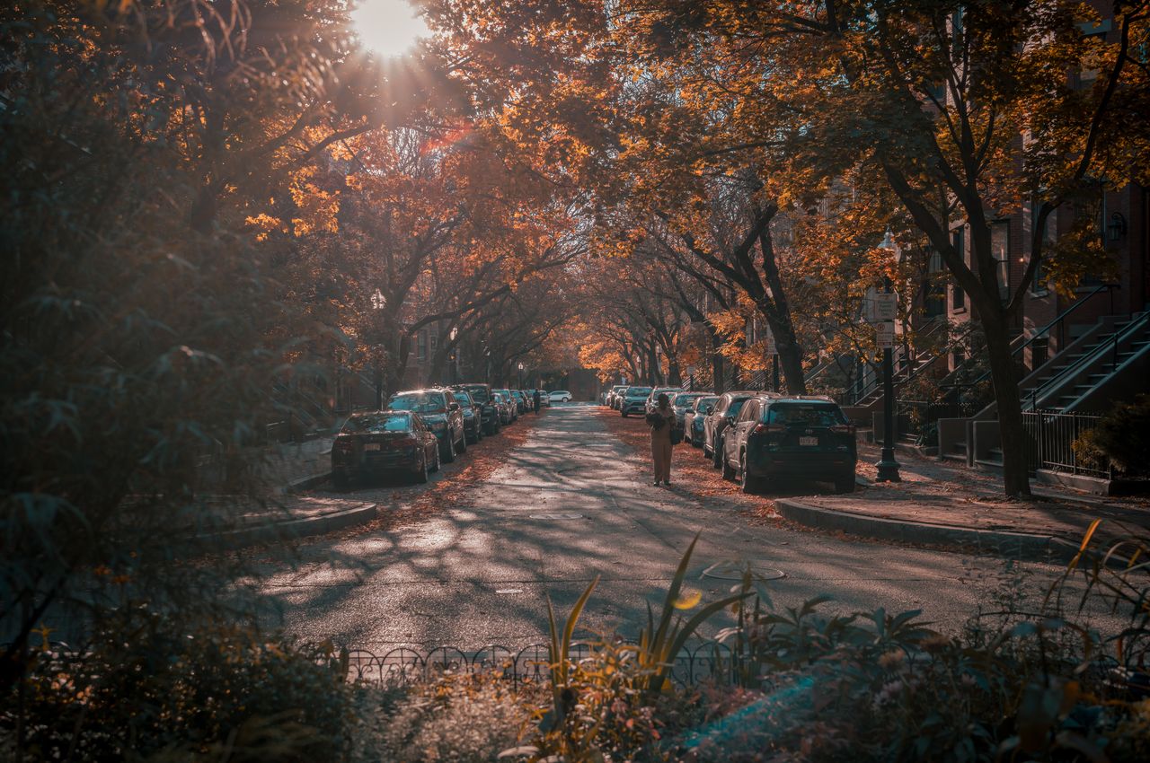 Golden light filters through the trees on a street with brownstones, cars, and a distant pedestrian.