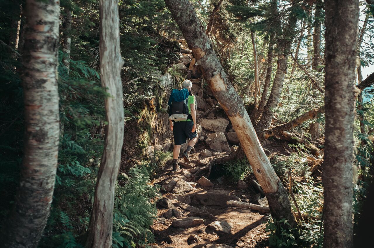 A hiker with a backpack climbs a rocky trail through a dense, sunlit forest of tall trees.