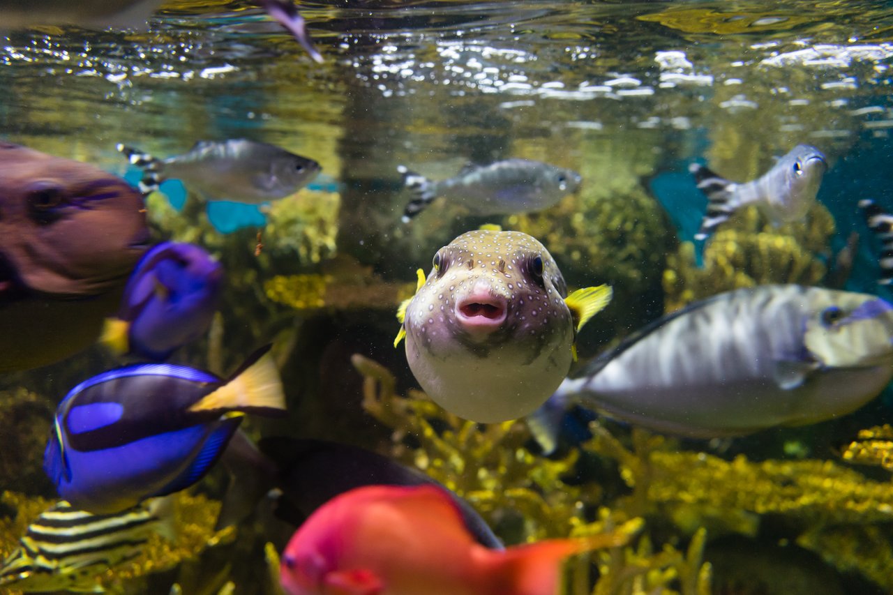 Boston aquarium