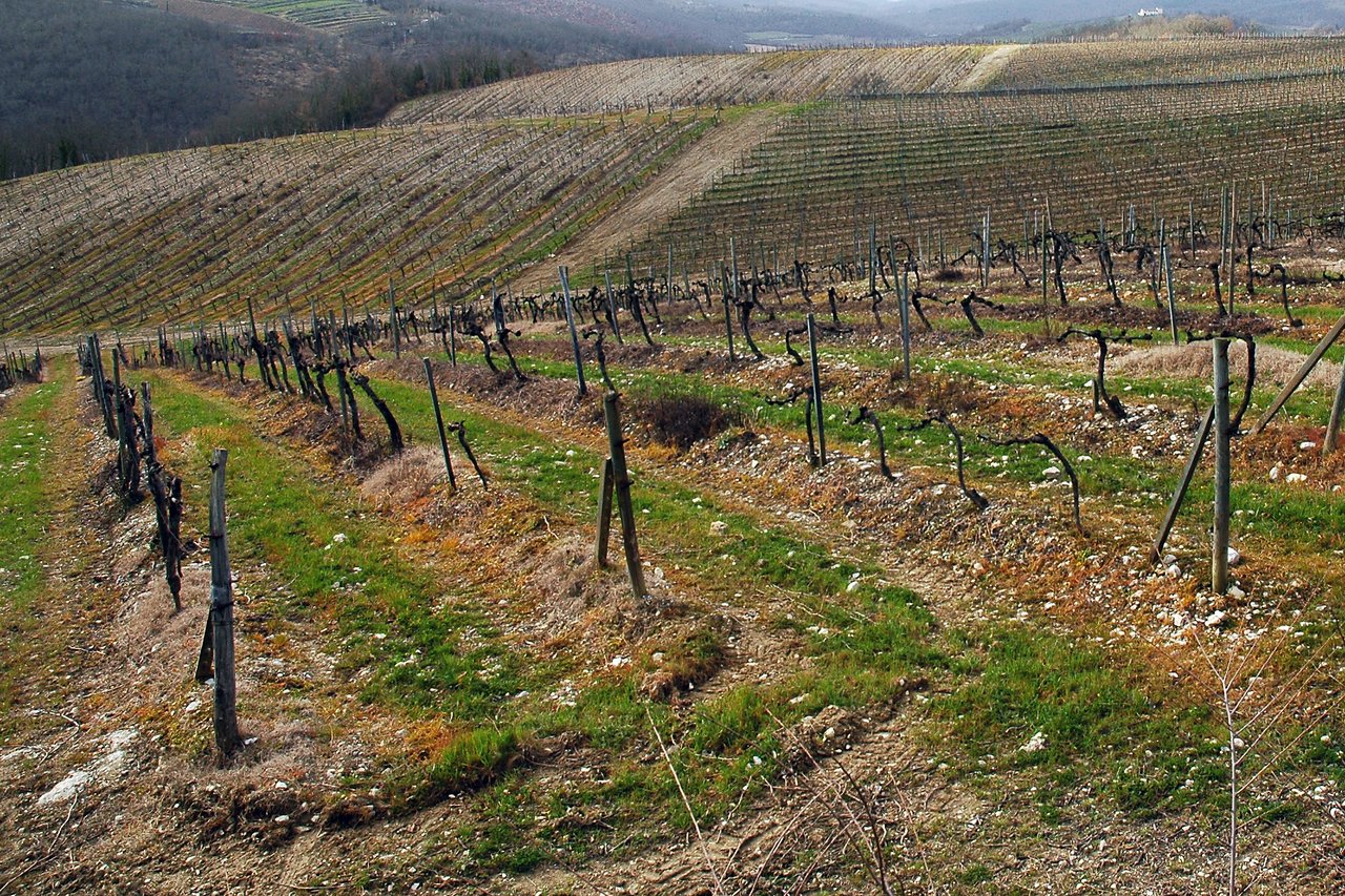 A vineyard on a hillside with rows of bare grapevines and patches of green grass.