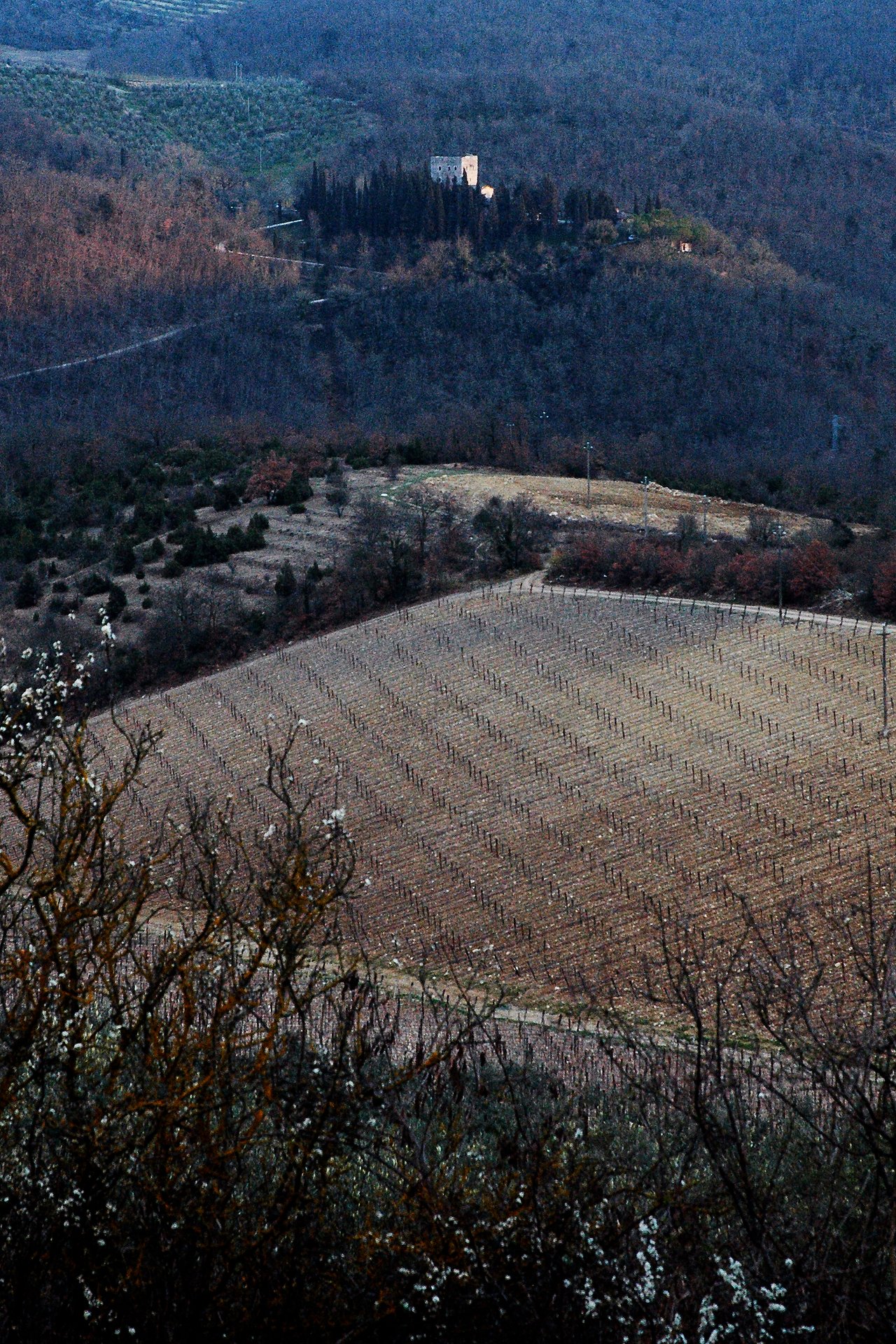 A vineyard with rows of bare vines covers a hillside, with a stone building and trees in the background.