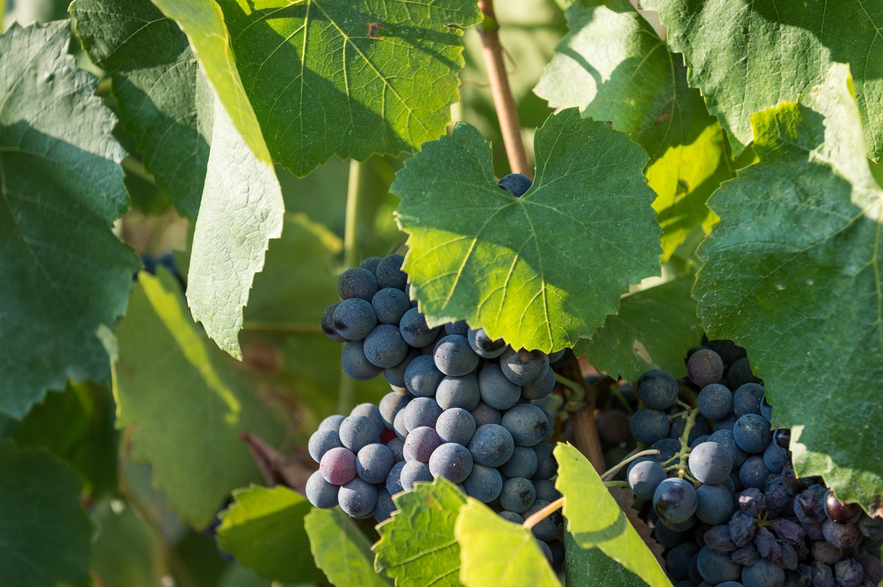 Close-up of ripe purple grapes hanging from a vine, surrounded by green leaves in a vineyard.