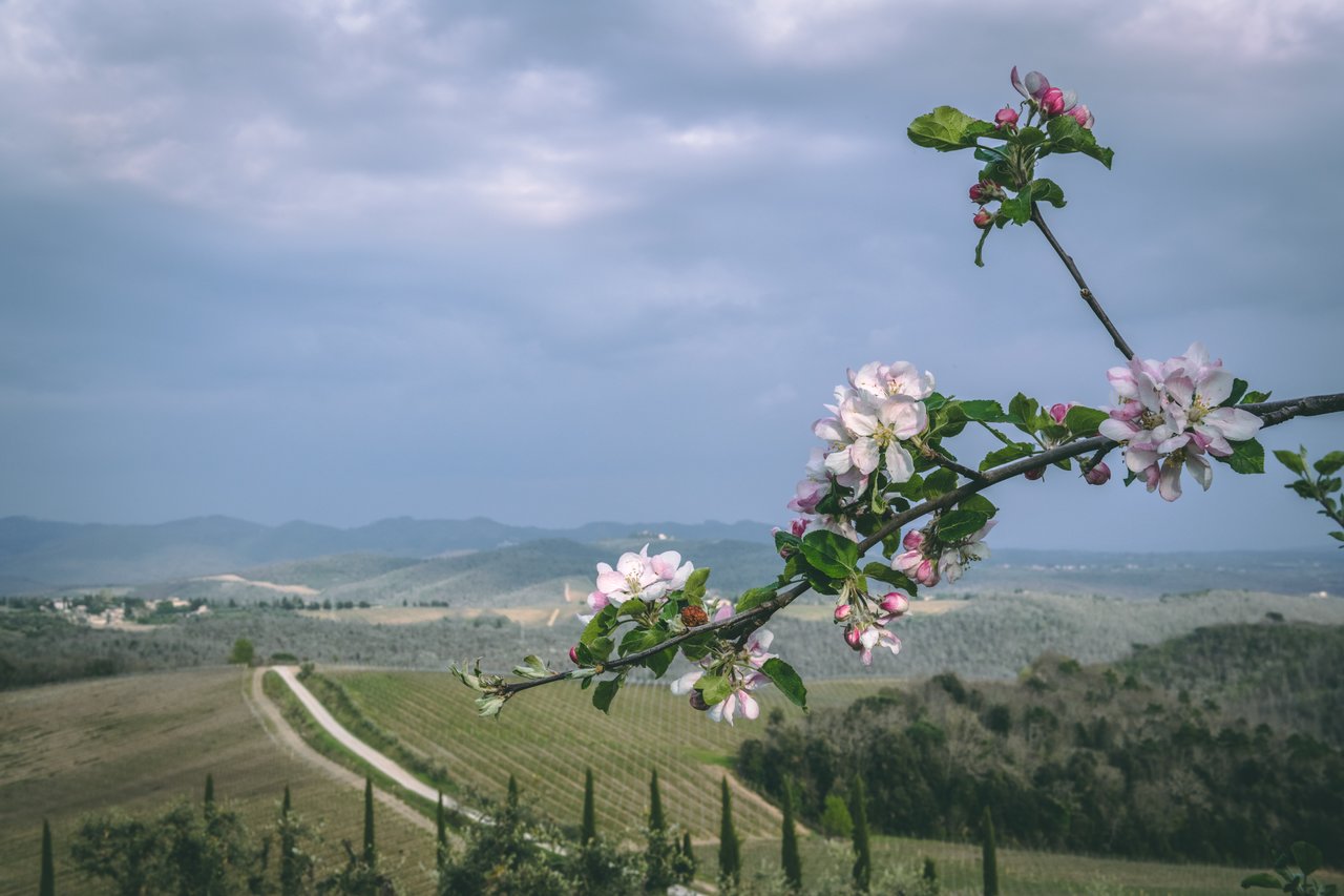 A branch with pink and white blossoms in the foreground, overlooking rolling hills and vineyards under a cloudy sky.