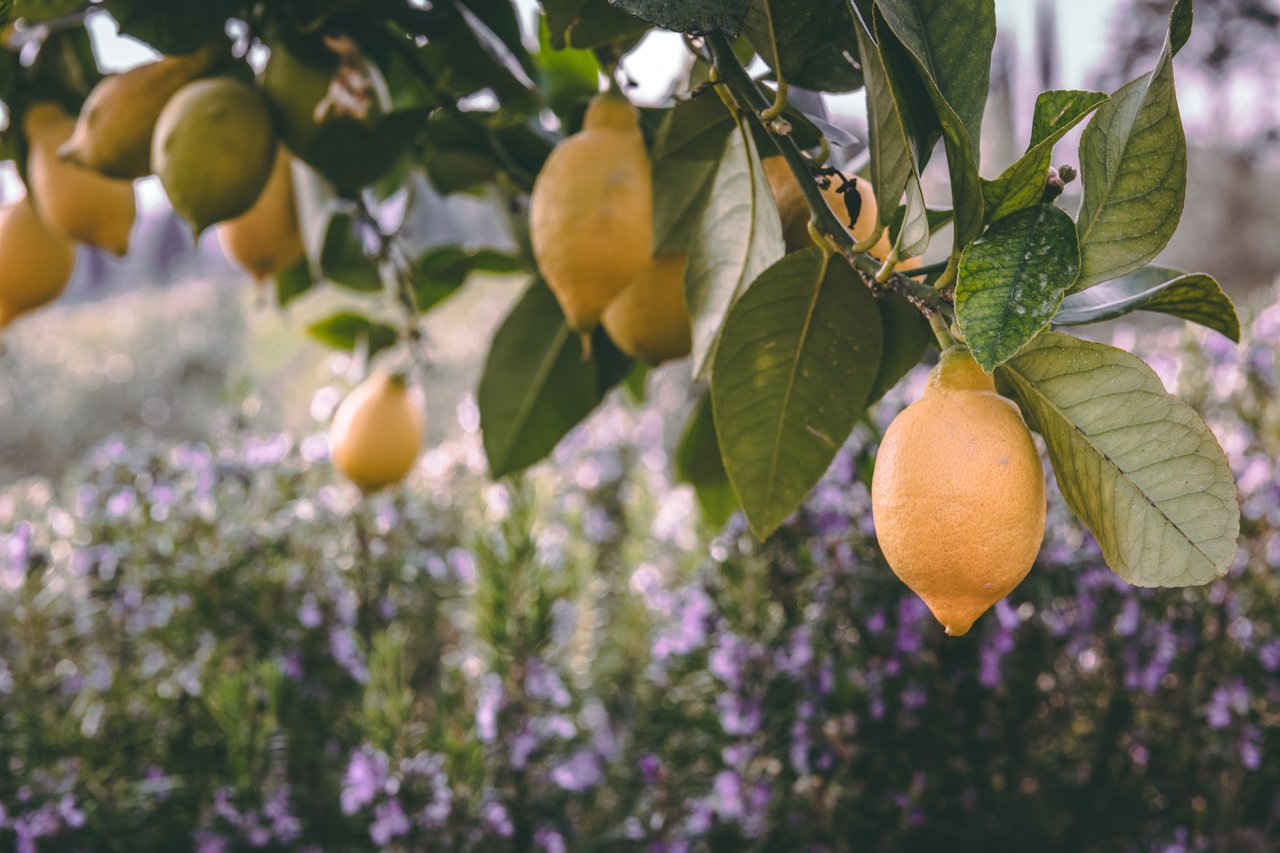 Ripe yellow lemons hanging from a tree branch with green leaves.