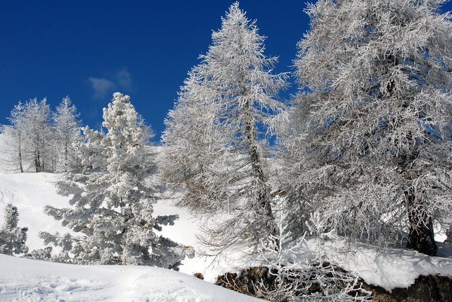 Snowy trees Snowy trees