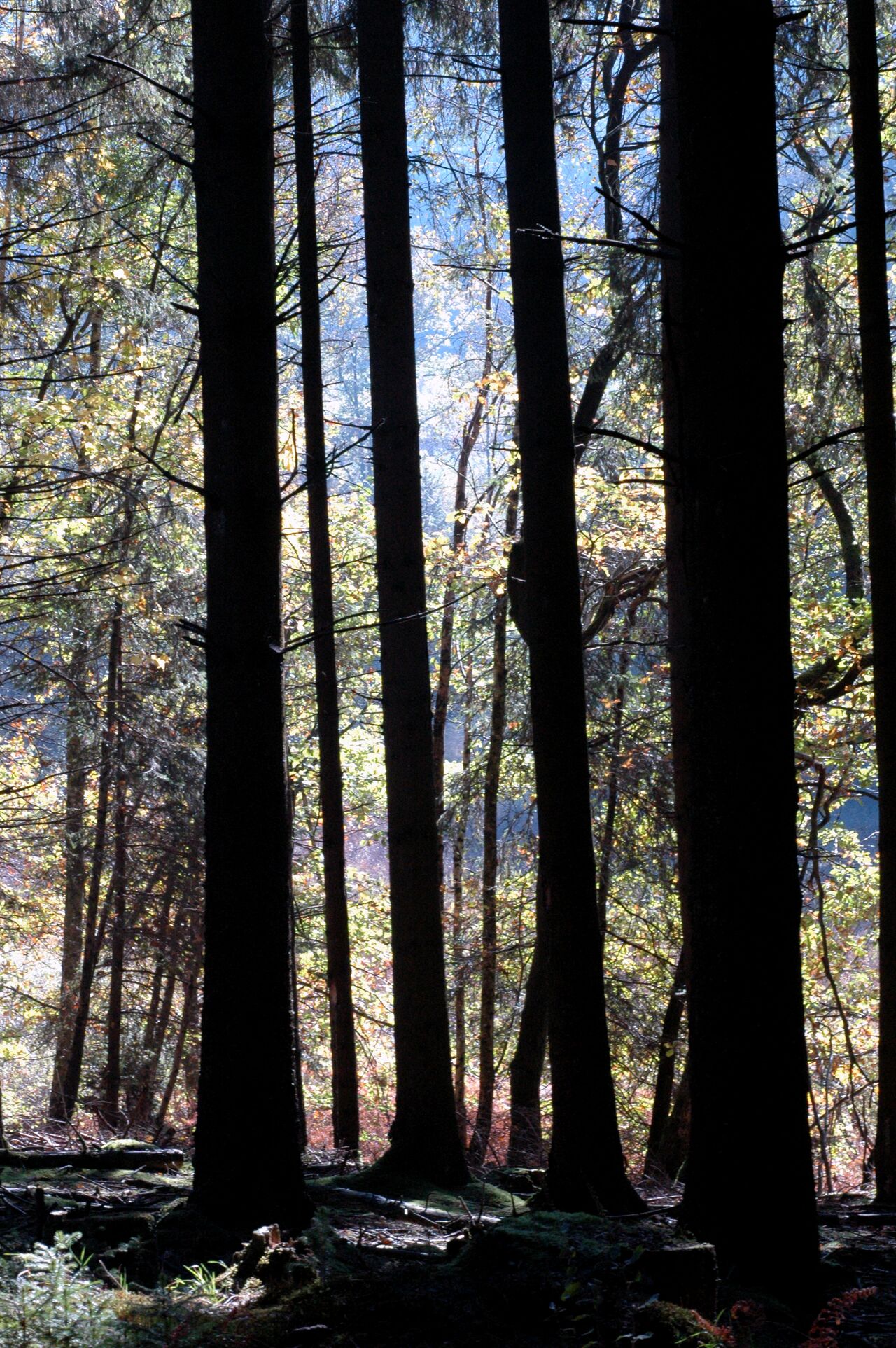 Tall trees with dark trunks stand in a dense forest, with sunlight filtering through the leaves in the background.