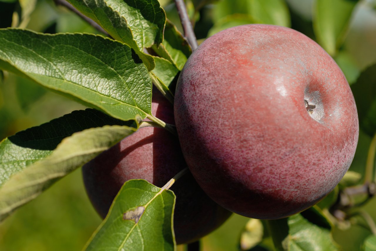 Close-up of two ripe apples hanging from a tree branch, surrounded by green leaves.