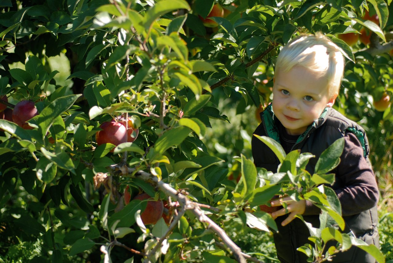 A young child reaches for an apple while standing among green branches in an orchard.