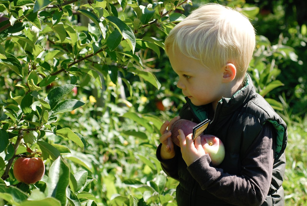 A young child holds freshly picked apples while standing near an apple tree in an orchard.