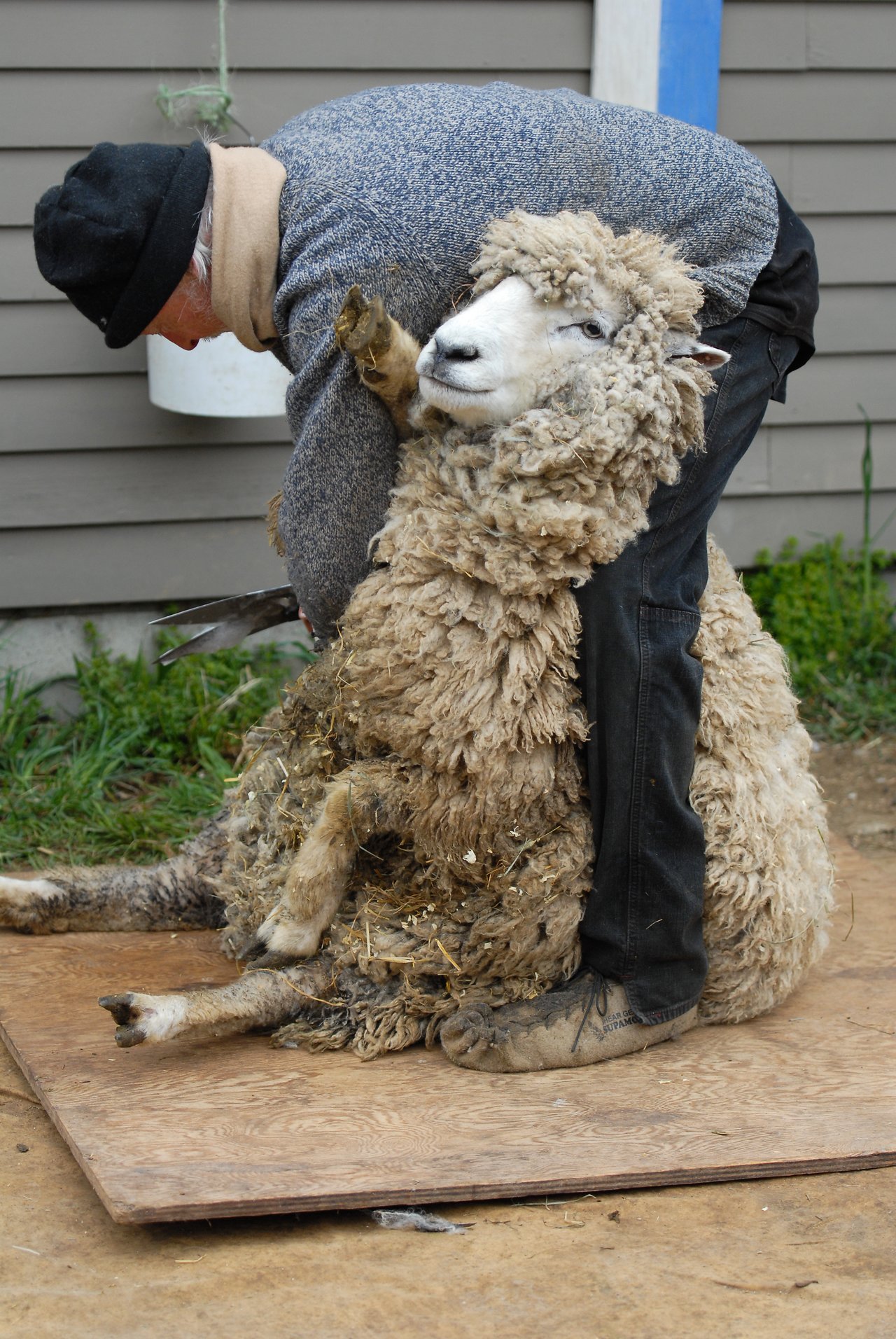 Shaving a sheep