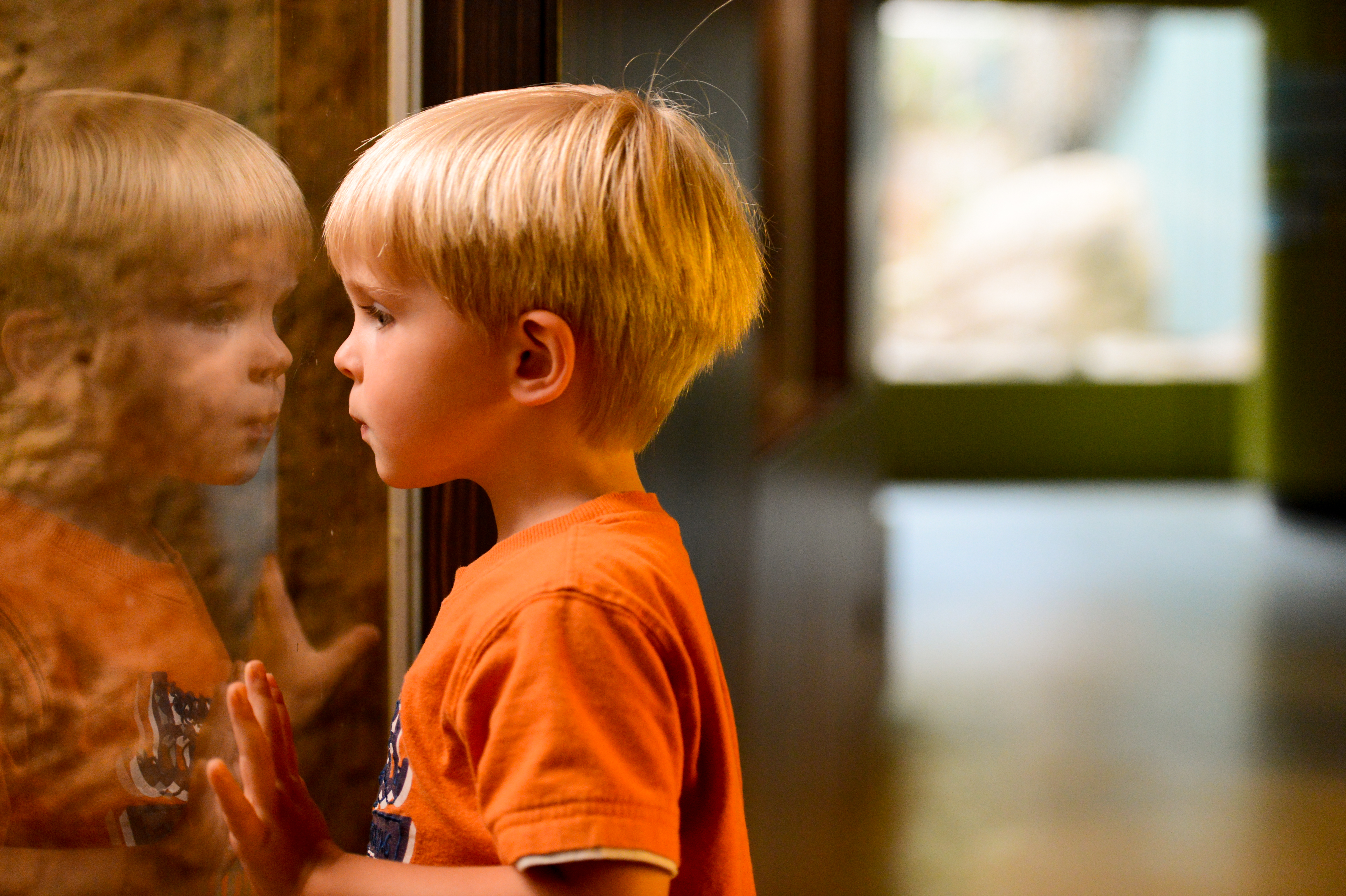 A young boy in an orange shirt presses his hands on the glass, staring at reptiles in an exhibit.