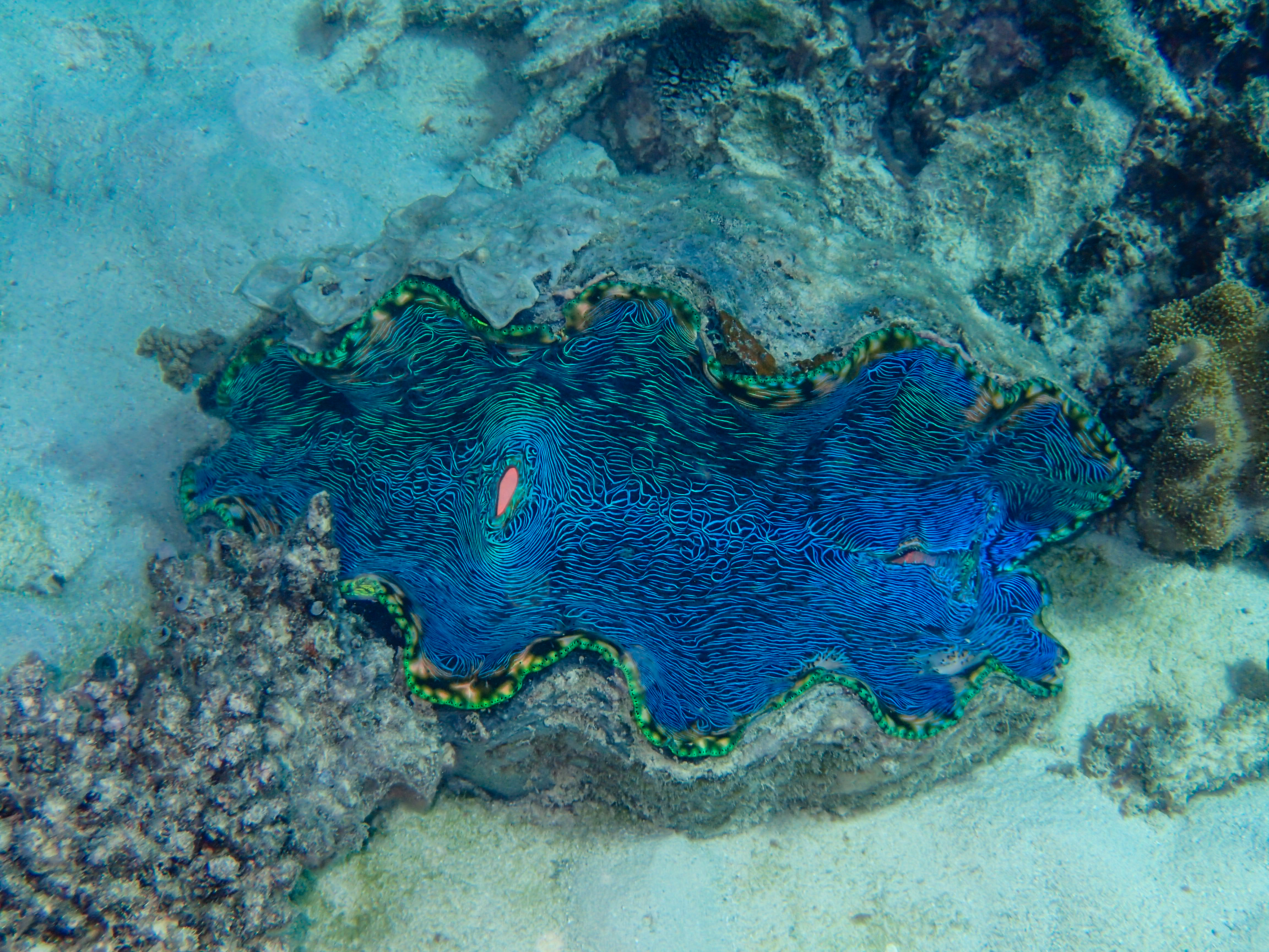 A large, brightly colored giant clam with blue and green patterns rests on the ocean floor.