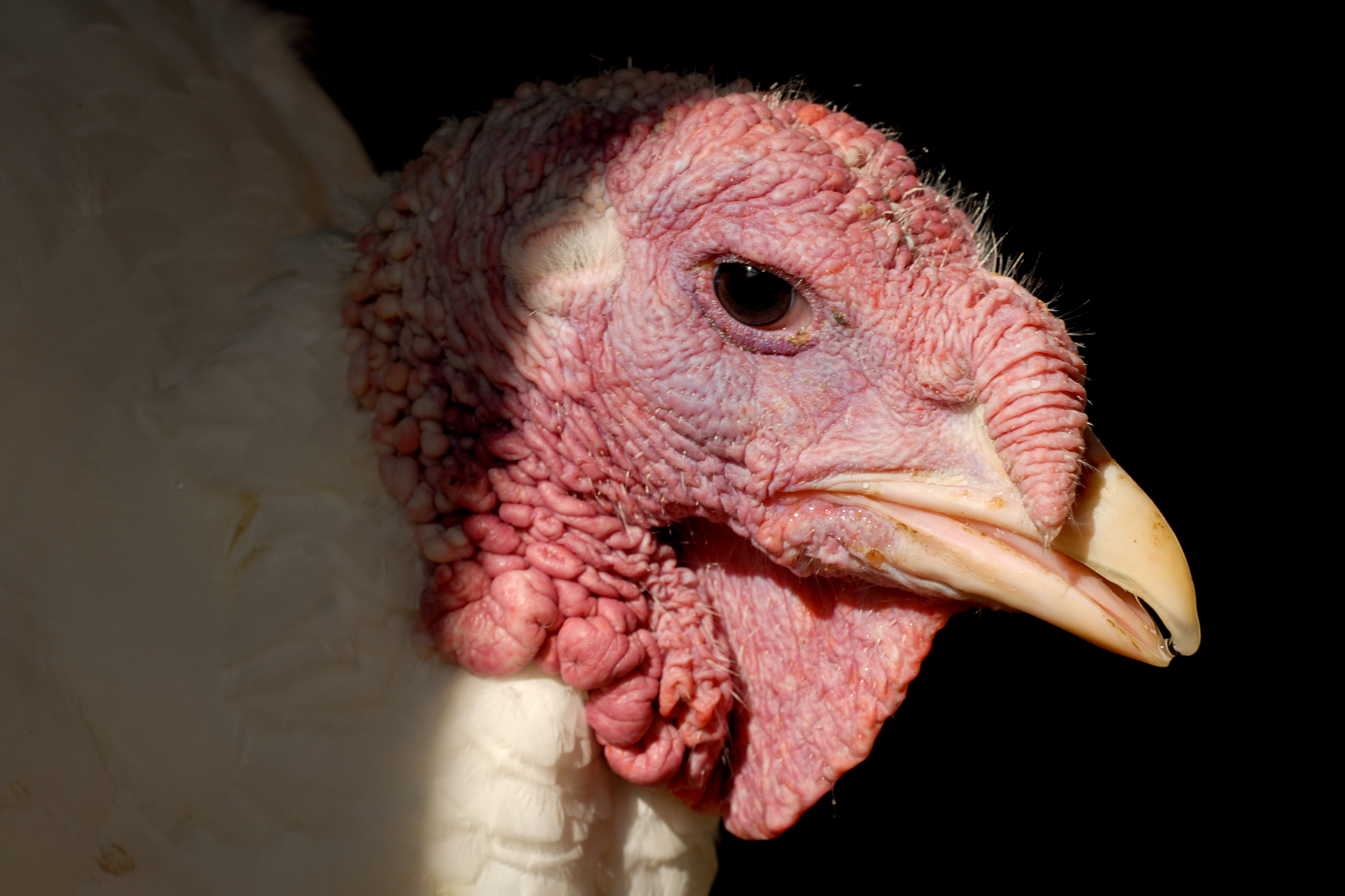 Close-up of a turkey's head, showing its wrinkled red skin, beak, and eye against a dark background.