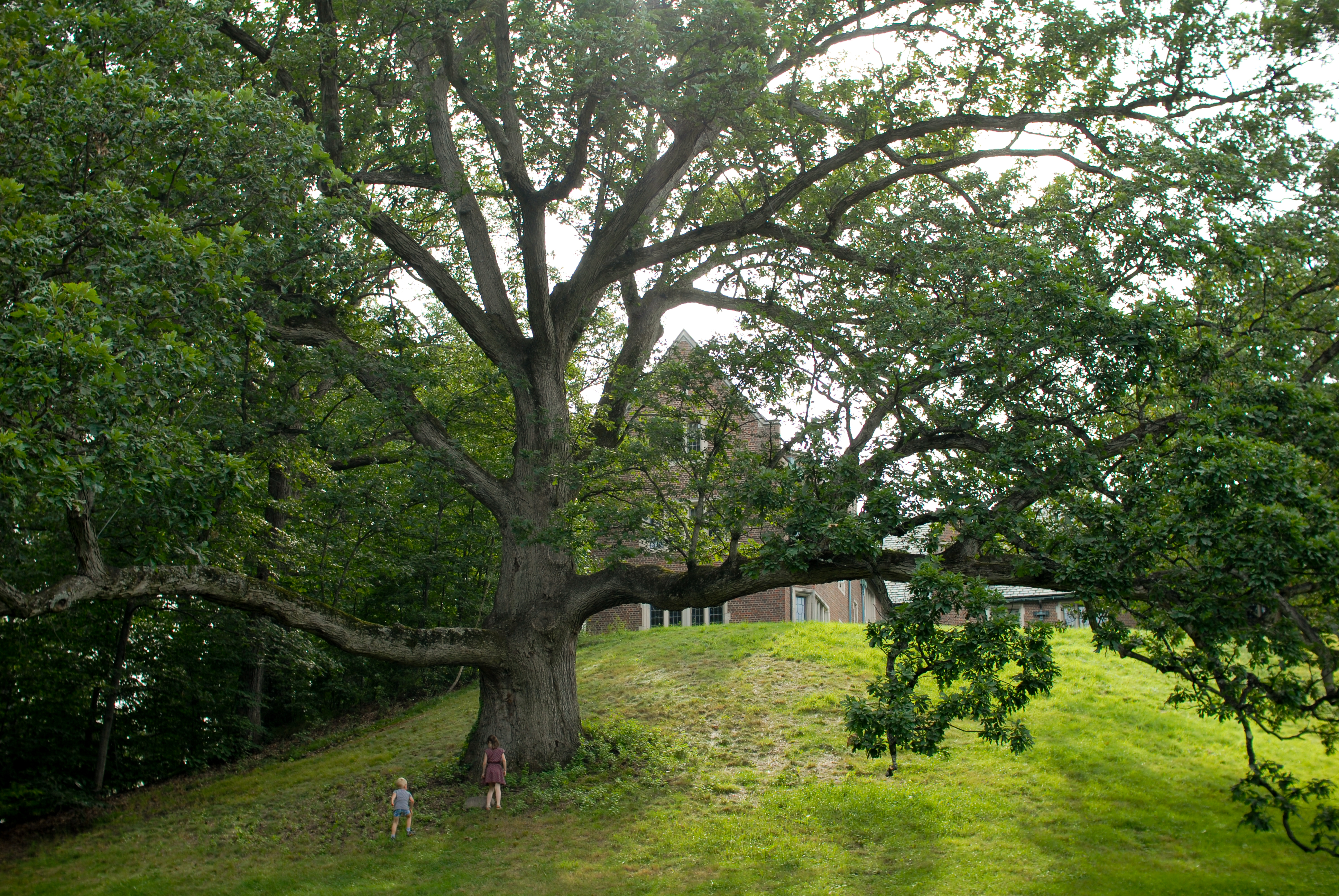 A large tree with sprawling branches stands on a hill, with two children standing near its trunk.