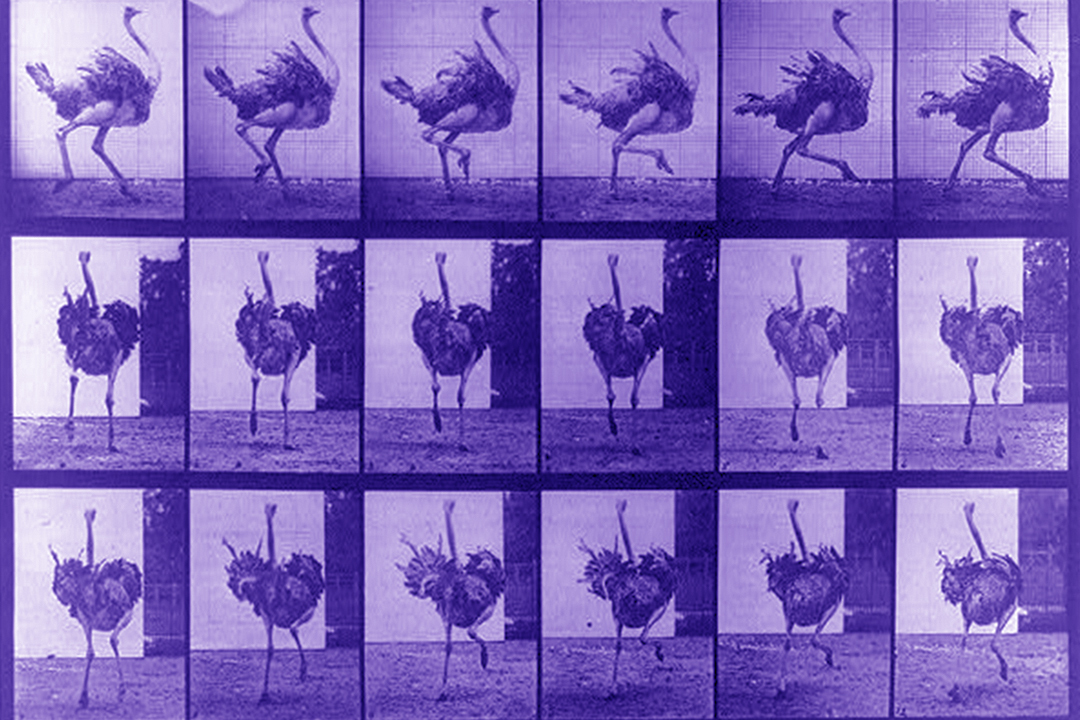 This is an old film roll featuring an ostrich running in every frame. The ostrich is purple in color, which represents the mascot of Nostr.